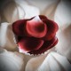 Les P&eacute;tales de Roses